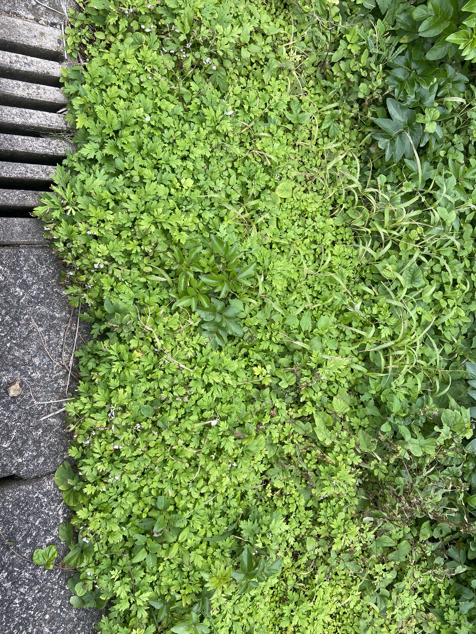 Japanese Mugwort growing by the roadside in En